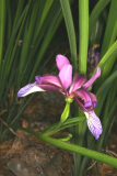Iris graminea RCP05-07 020.jpg